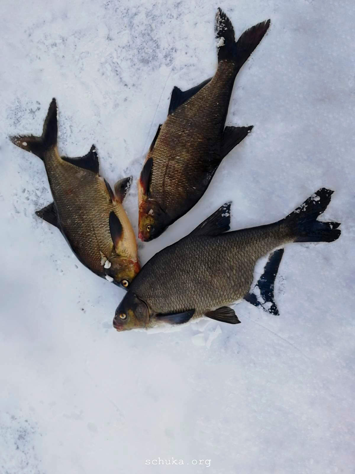 Лещи пойманные на зимней рыбалке